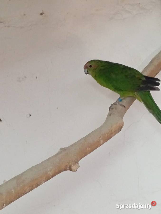 Papugi kozie moderlotki