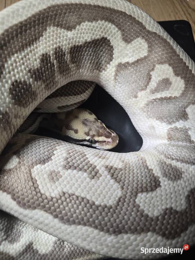 Wąż pyton królewski python regius samica dorosła