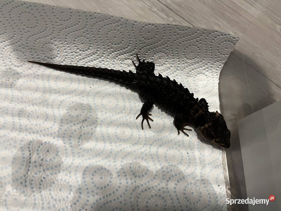 Para scynków krokodylowych Tribolonotus gracilis sprzedam