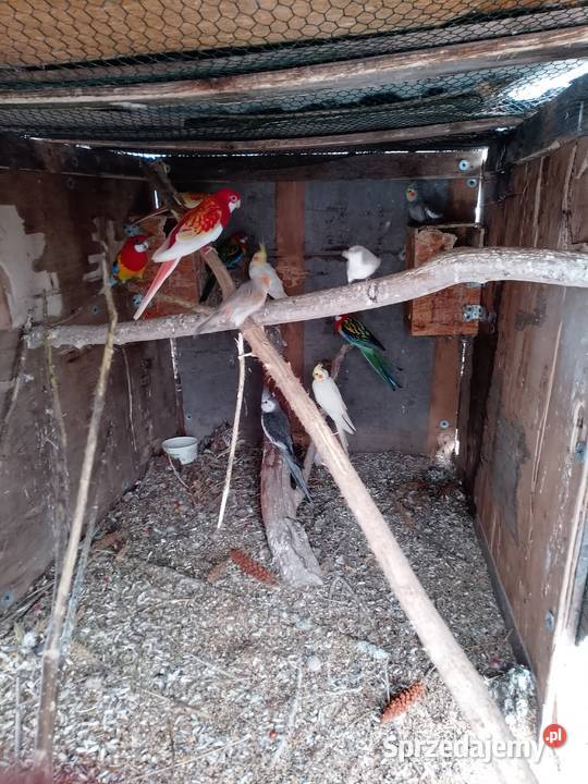 Rozelle bialolice standard i rubino Siepraw