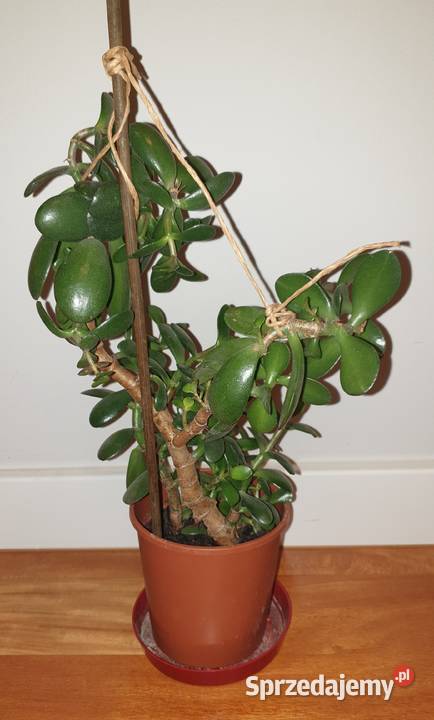 Grubosz crassula drzewko szczęścia duża roślina Kaktusy i sukulenty mazowieckie Warszawa