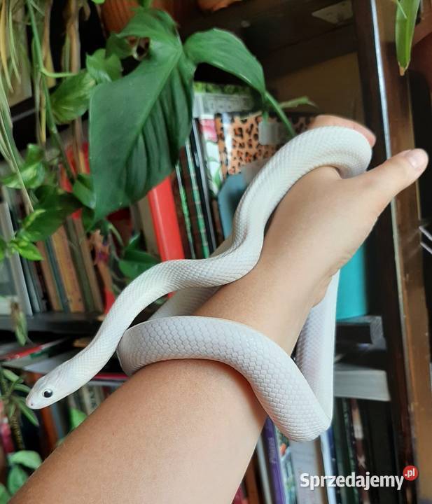 Wąż zbożówka obsoleta leucistic śnieżnobiały Warszawa