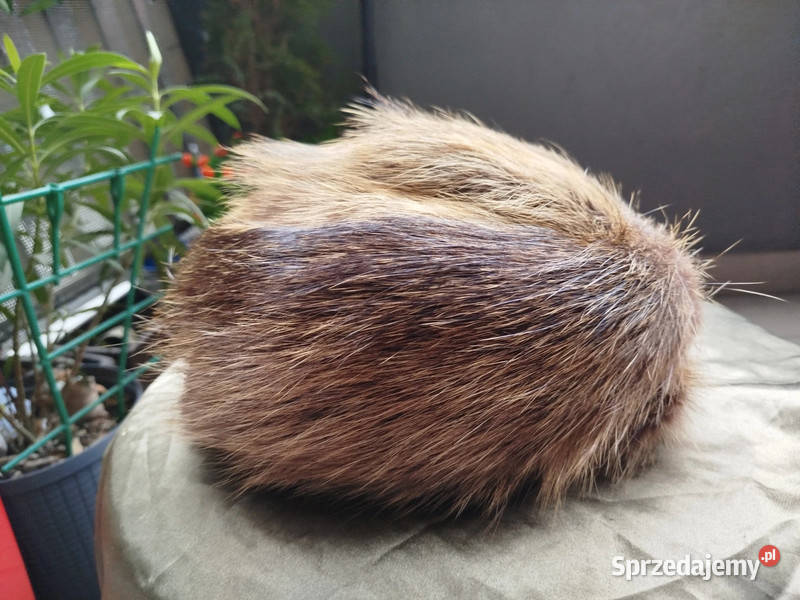 Czapka z futra z nutrii naturalne futro Poznań
