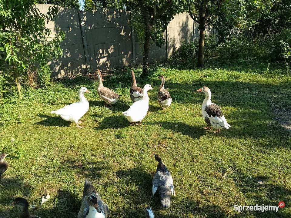 Gęsi młode Stopnica sprzedam