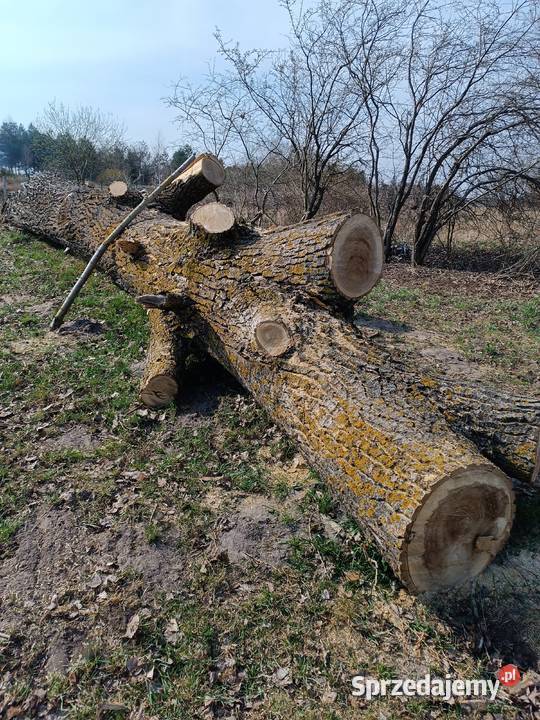 Topola kłoda drzewo drewno plastry Złotów