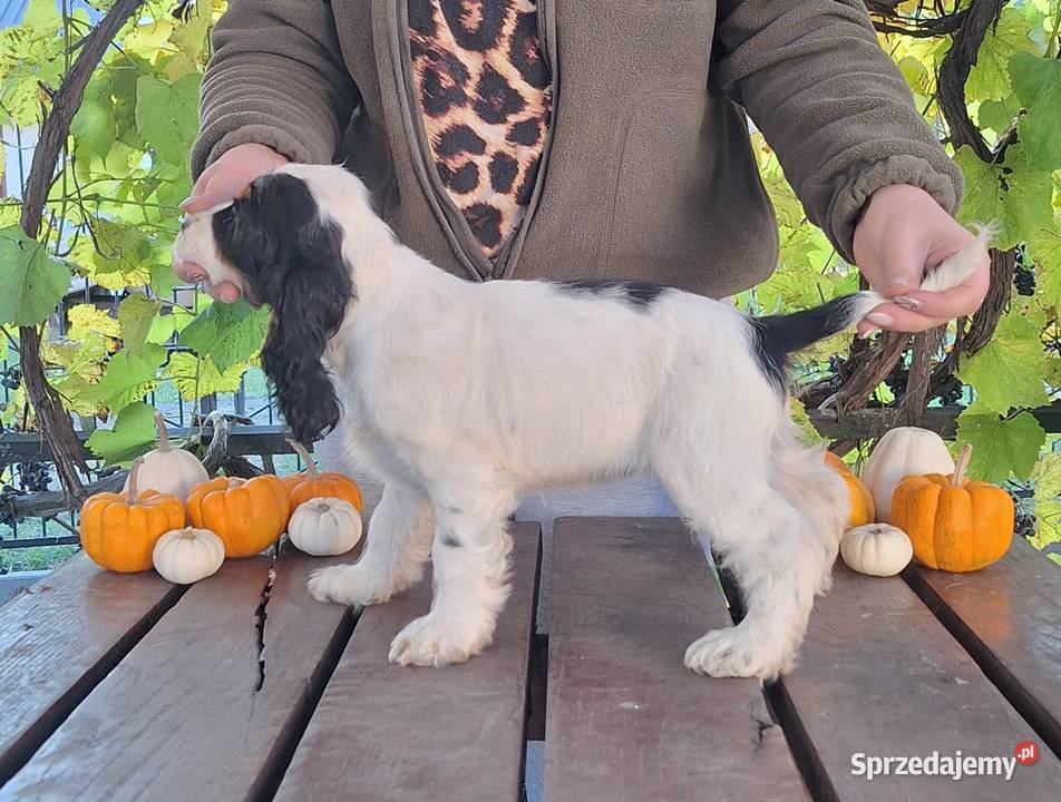 Cocker spaniel angielski kujawsko-pomorskie Kowal
