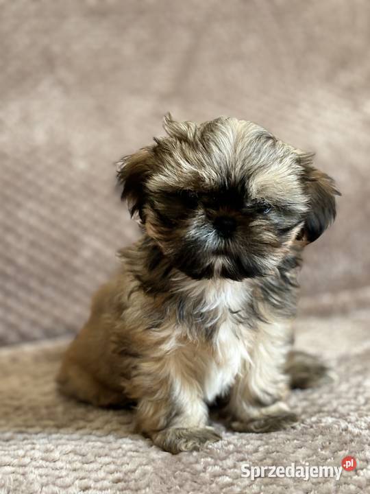 Szczenięta shih tzu Korzeńsko sprzedam