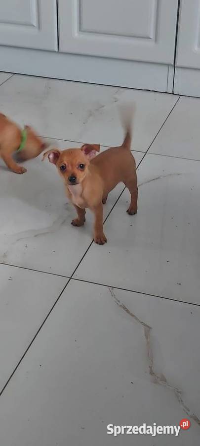 Pinczer Miniaturowy mazowieckie Radom