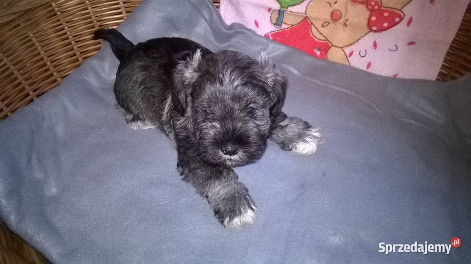 sznaucer miniaturowy szczenięta kujawsko-pomorskie Lubień Kujawski