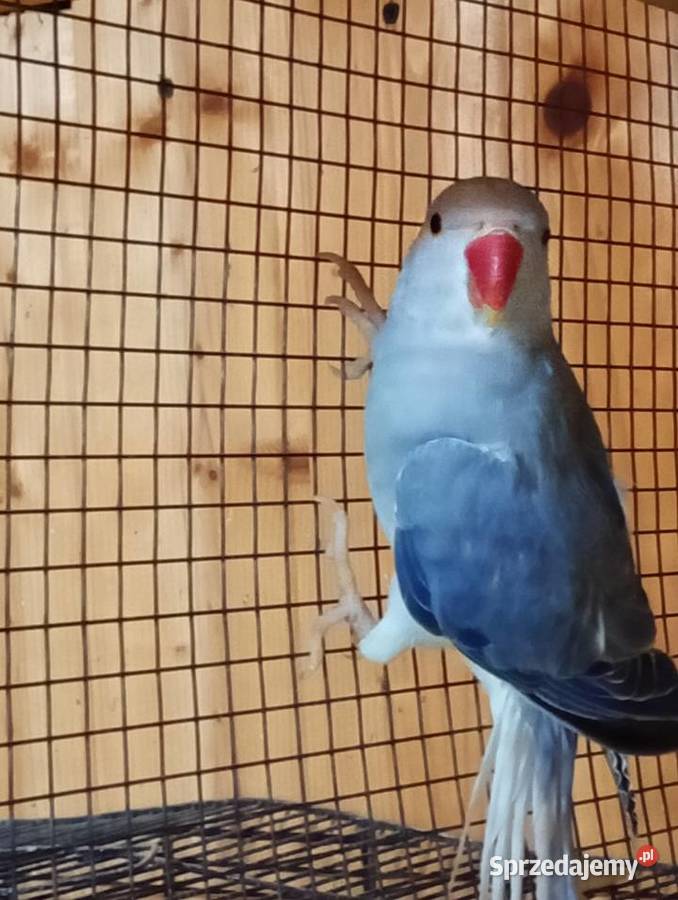 Aleksandretty GO dolnośląskie