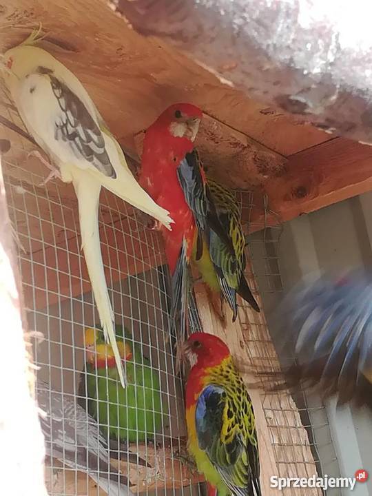 sprzedam rozelle białolice różne mutacje śląskie