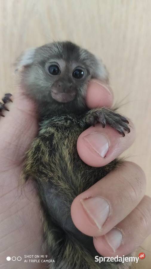 Mała Małpa małpka Marmozeta Białoucha KARMIONA Bydgoszcz sprzedam