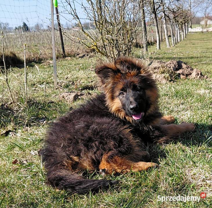 Szczenięta Owczarek Niemiecki Długowłosy Grzęby