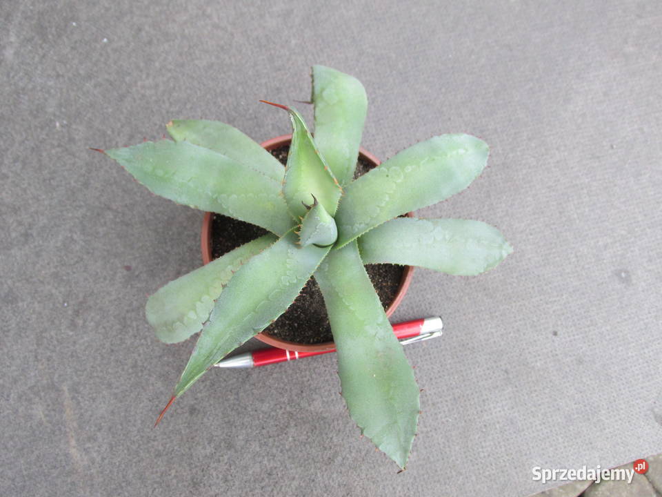 Mrozoodporna agawa do 18 C agave parryi var Ogród Kraków