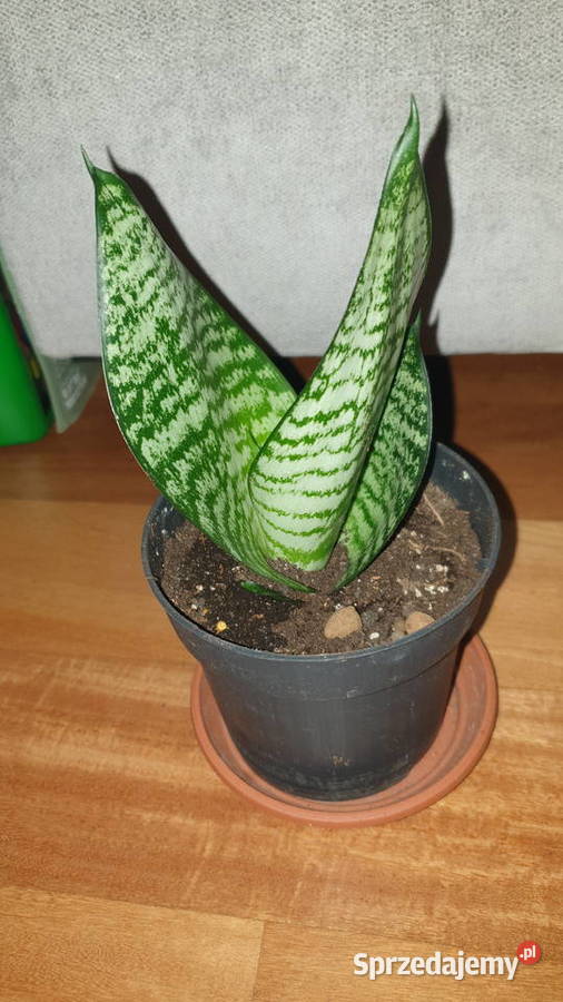 Sansewieria 5 roślina rosnąca Warszawa sprzedam