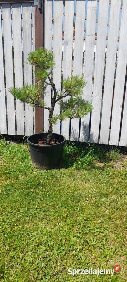 Sosna czarna bonsai ogrodowy Nowy Sącz sprzedam