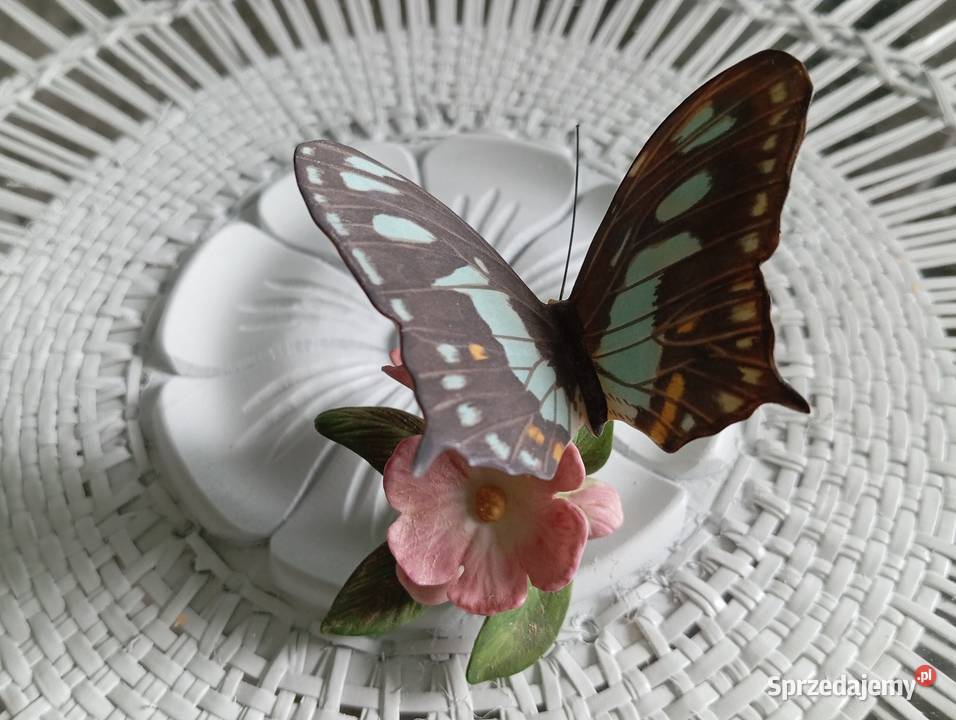 Porcelanowy motyl Franklin Zielona Góra