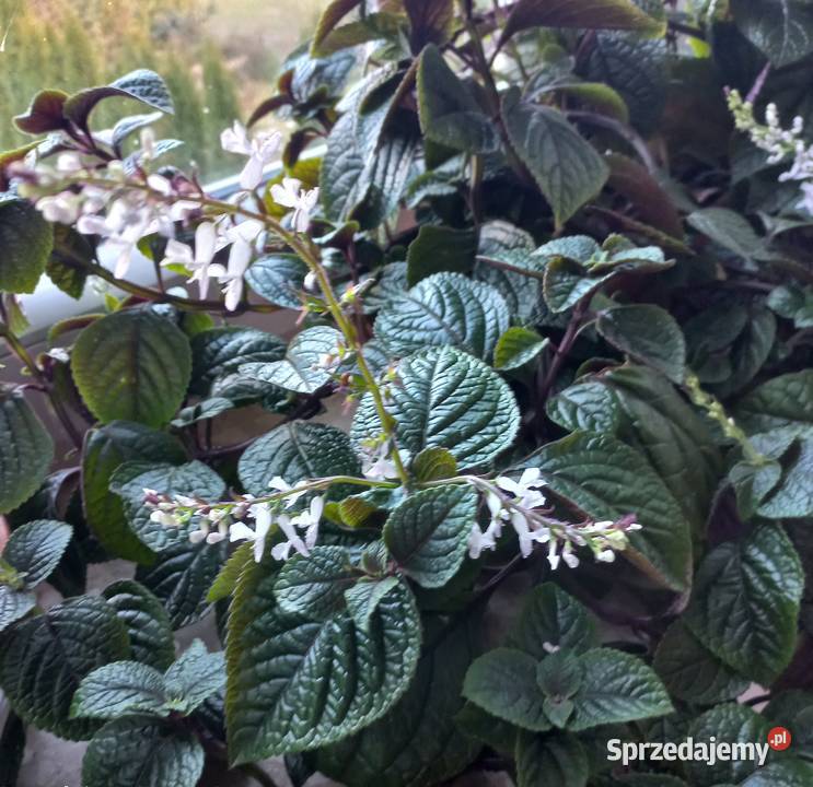 Kwiat Komarzyca Kompozycje kwiatowe Poznań sprzedam