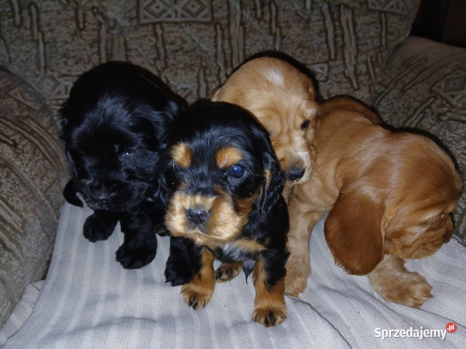 Śliczne Szczenięta Cocker Spaniel Angielski Sieradz