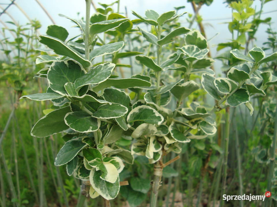 Trzmielina na pniu różne kolory i wysokości Sośnica
