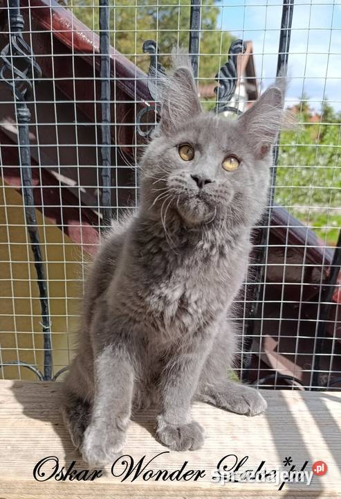 Niebieski kocurek Maine Coon FPL Gdańsk
