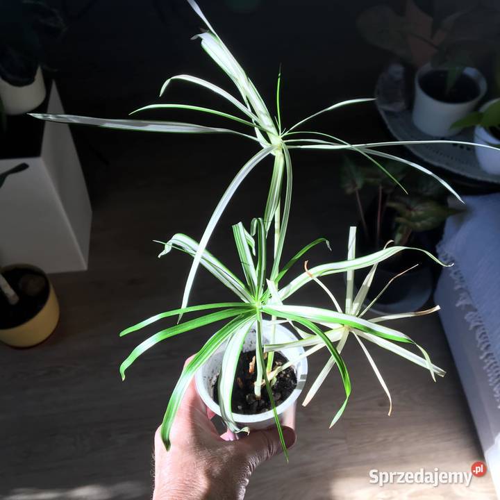 Cibora papirus wariegata Warszawa