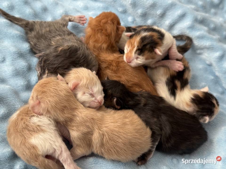 Maine Coon do rezerwacji Wrocław