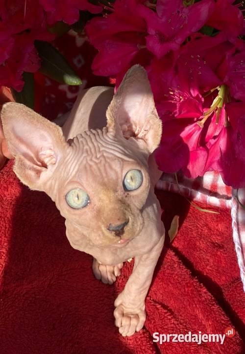 Sfinks Kanadyjski najwyższa klasa w super Raciborsko