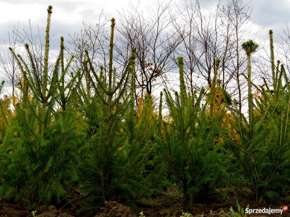 Sadzonki świerka dorodne i duże 5 letnie 70100 Wisznice