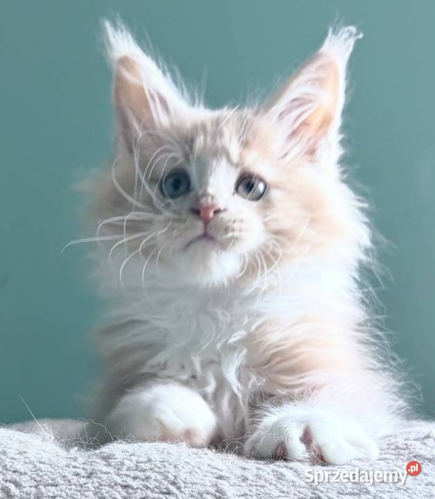 Maine Coon kocięta imporcie Linia Shaded Wińsko sprzedam