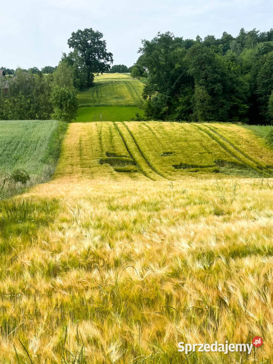 Ustawna działka z WZ 8300m2 Czajęcice