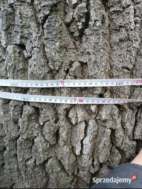 Dąb do samodzielnego ścięcia Odechów