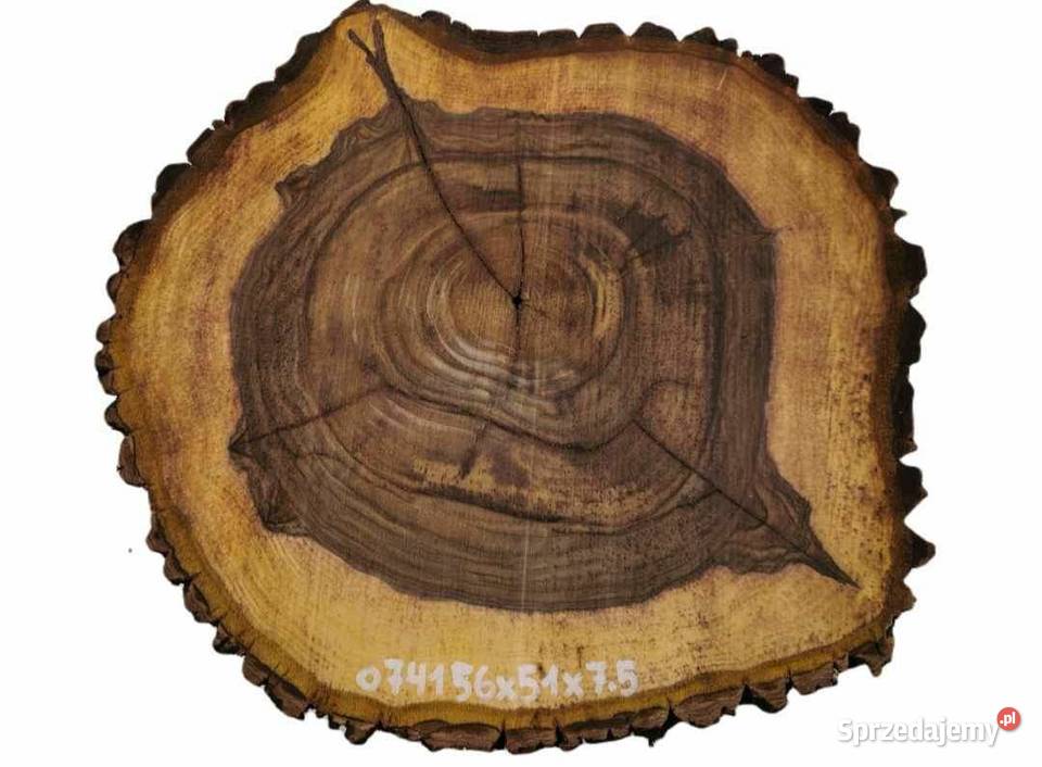 Plaster orzech dab na stolik kawowy 55cm Białystok sprzedam