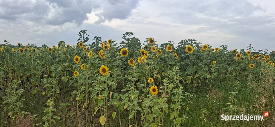Słoneczniki ozdobne Lubelskie Lublin sprzedam