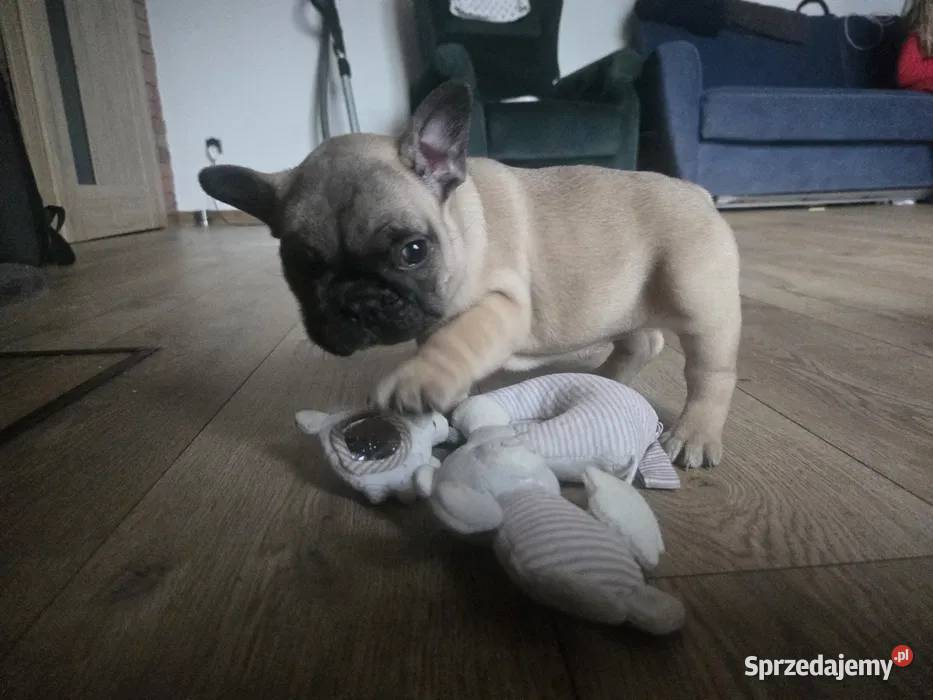 Buldog Francuski Suczka Spokojny Charakter Łódź