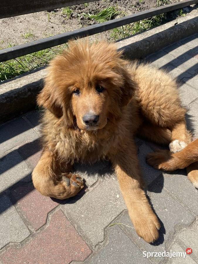 Mastif Tybetański szczeniaki aktualizacja Łowicz