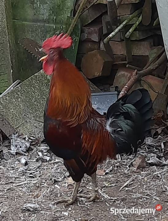 Roczny kogut zielononóżka warmińsko-mazurskie Morąg