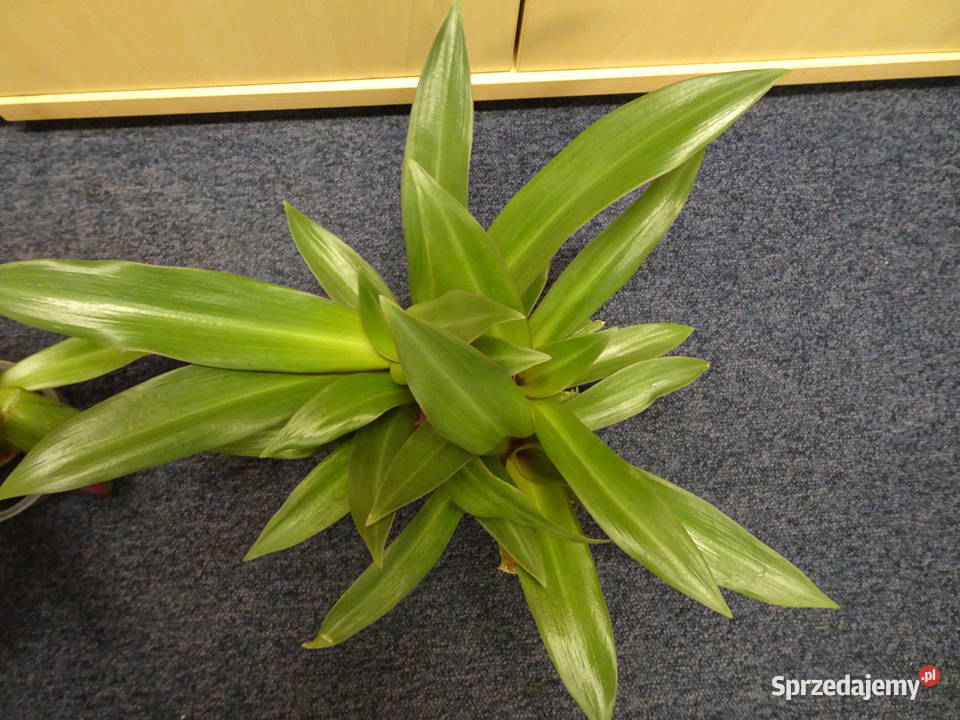 reo meksykańskie Warszawa sprzedam