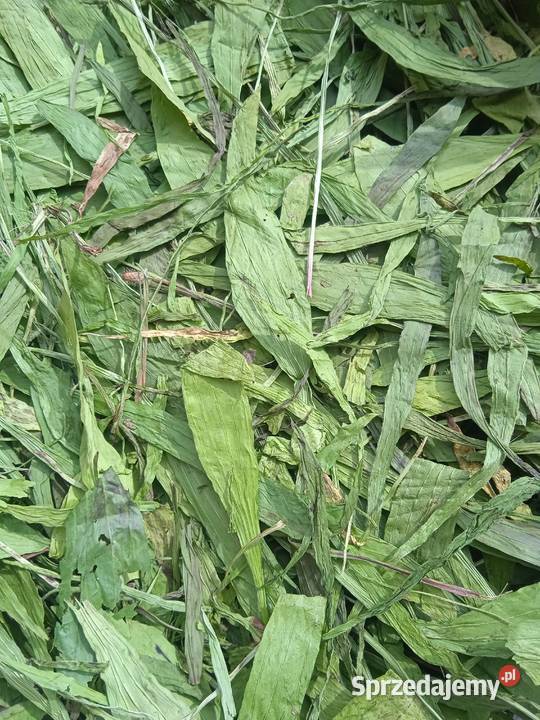 Babka lancetowata suszony liść Izbica