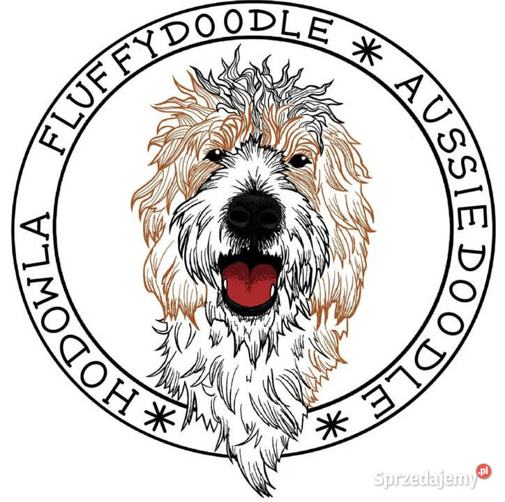 Brązowy Samiec Aussiedoodle sprzedam