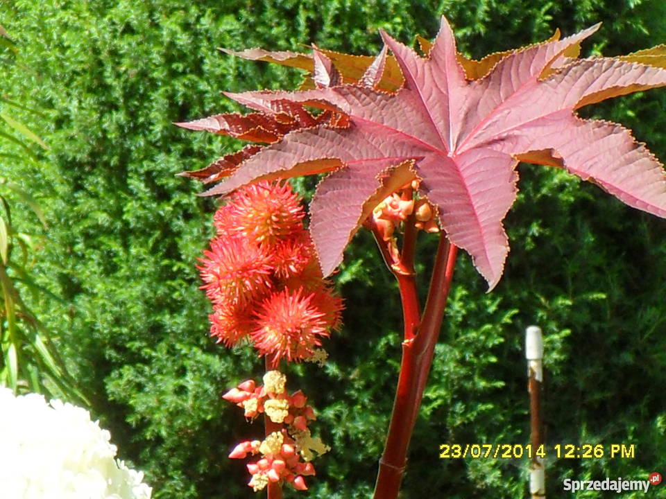 Nasiona Rącznik Kasztanowiec Anty kret Łódź