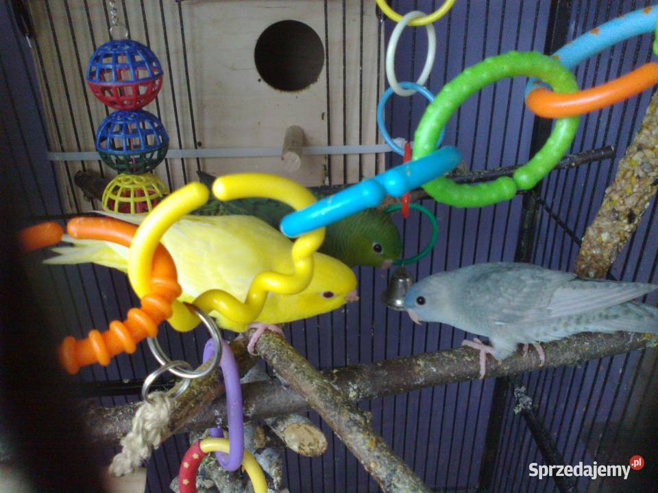 stokówka prążkowana katarzynka Pobiedziska