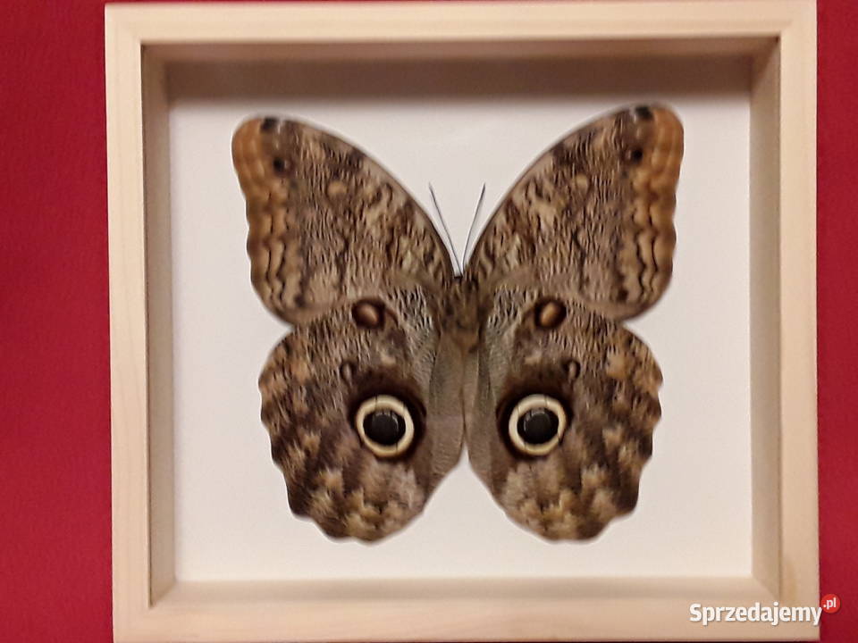 Motyl w ramce 20x18 Caligo memnon XXXL 140 mm Szczecin