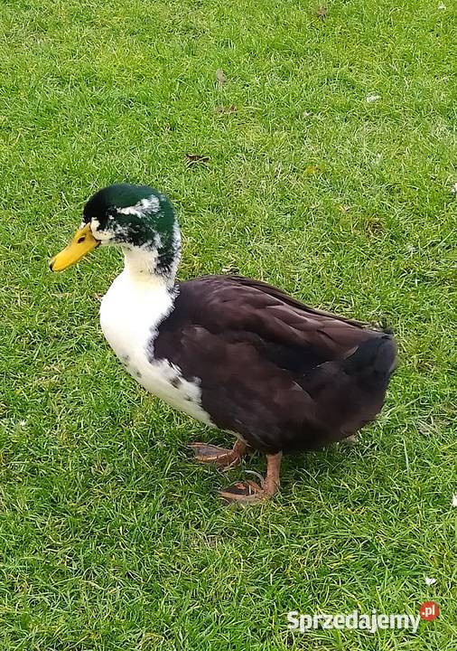 Kaczory dworka piżmowy staropolski biegus