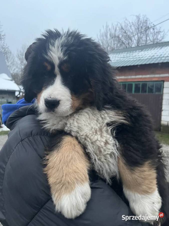 Berneński pies pasterski Blue Jagodnik