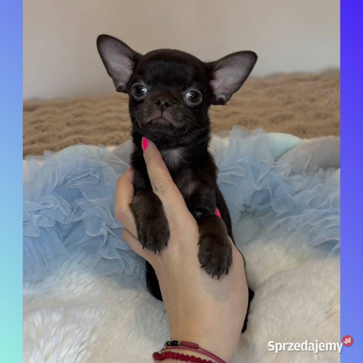 Chihuahua krótkowłosy czekoladowy piękny badania Bełchatów