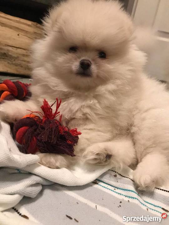 Pomeranian szpic miniaturowy boo podlaskie Białystok