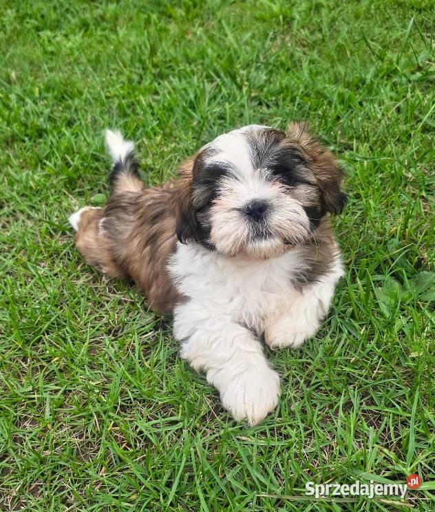 Piękne szczenięta Shih Tzu
