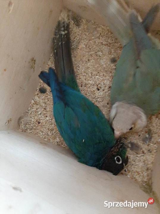 Rudosterki para lęgowa mutacje Nowe Miasto-Folwark