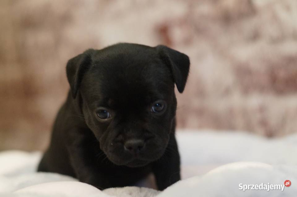 Staffordshire Bull Terrier ZKwP FCI Leszno